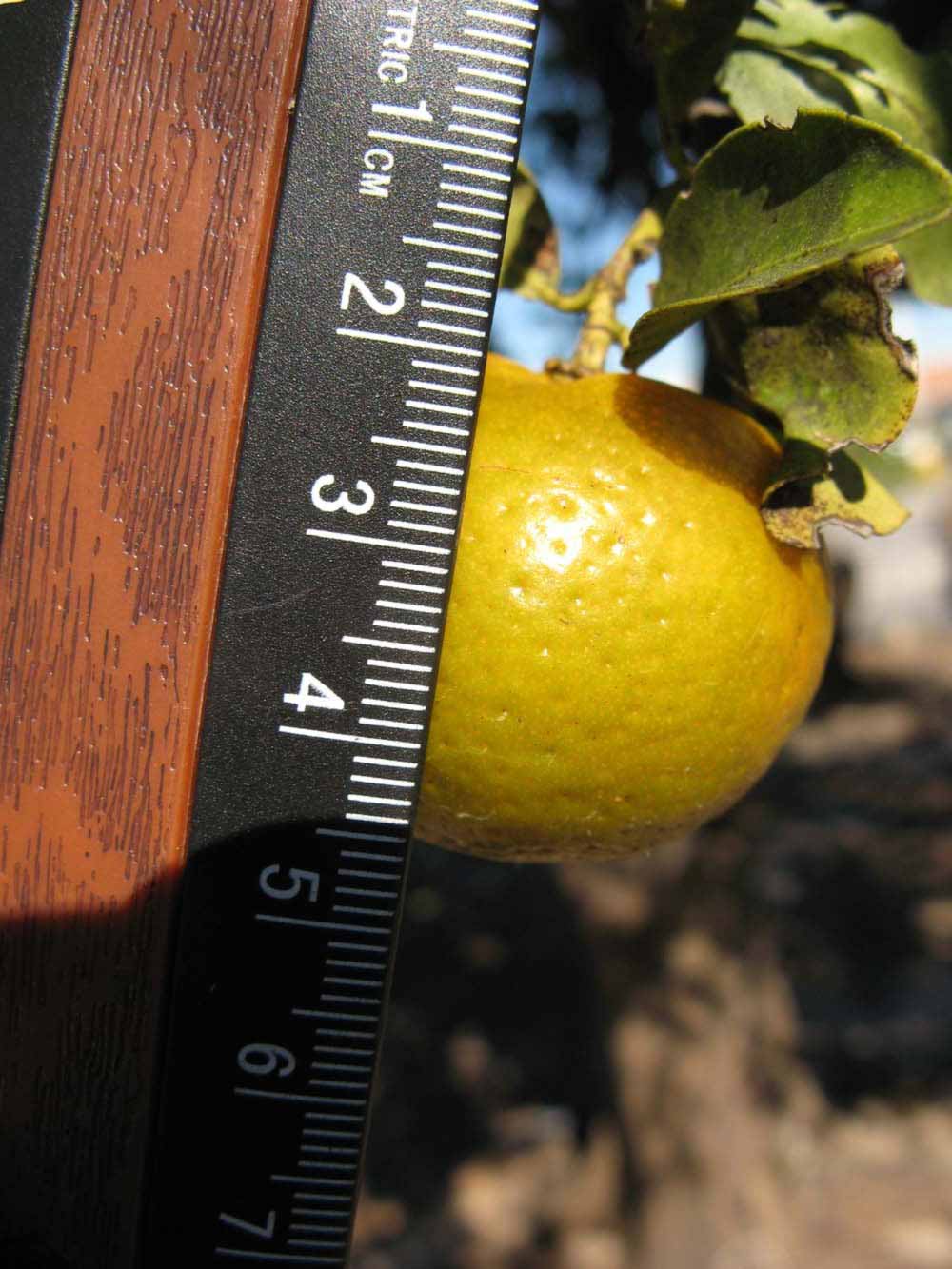            Fruit (Winter Haven, FL)   